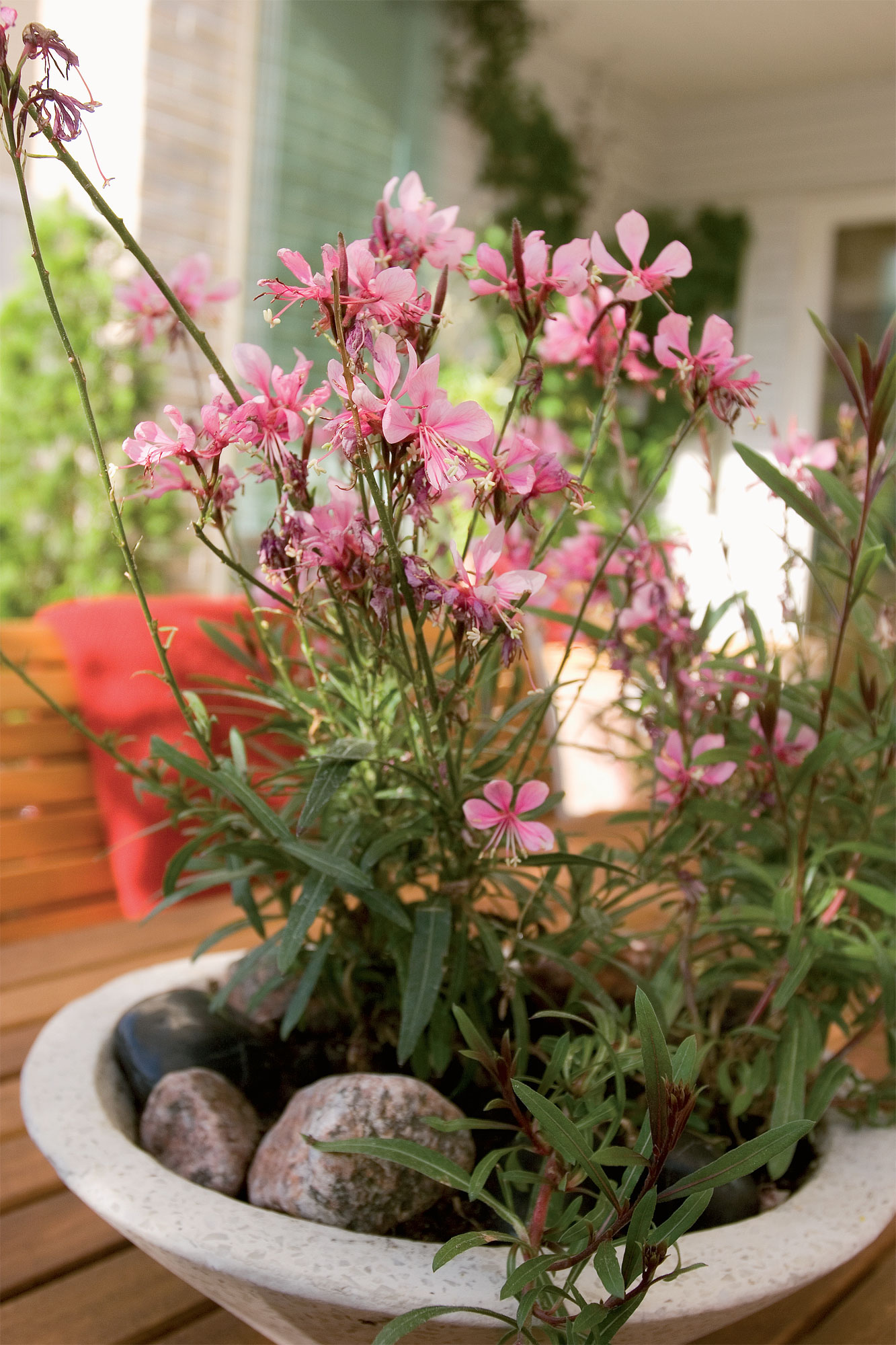 Kylmänkestävä sirokesäkynttilä (Gaura lindheimeri) kukkii myöhäiseen syksyyn Timrénien pihapöydällä.  