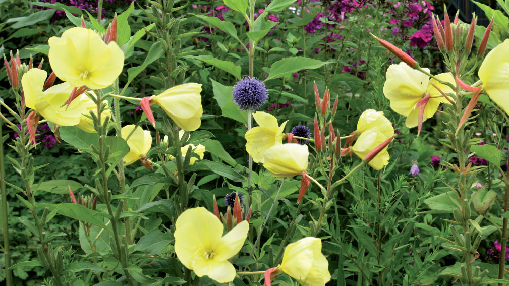 Kasviryhmä, jossa vastavärit kukkivat samanaikaisesti, on taiteilijan unelma. Anne on istuttanut yhdessä viihtyvät iltahelokin (Oenothera biennis), syysleimun (Phlox paniculata ’Le Mahdi’) ja sinipallo-ohdakkeen (Echinops bannaticus) aurinkoiselle paikalle. 