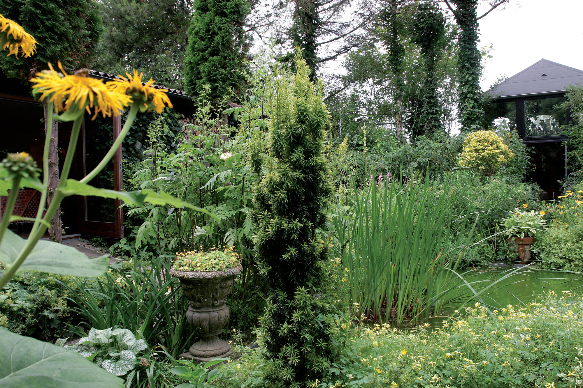 Keltainen puutarha muodostaa intiimin kokonaisuuden. Kellansävyinen marjakuusilajike (Taxus), keltakurjenmiekat (Iris pseudacorus) ja etualan keltakiurunkannukset (Pseudofumaria lutea) viihtyvät altaan äärellä. 