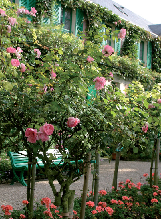 Runkoruusut ja pelargonit pitävät talon edustan kukkaisana koko kesän.  