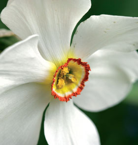 Valkonarsissi ’Ornatus Maximus’ vuodelta 1927 kukkii hieman muita lajin edustajia aikaisemmin. Terälehdiltään lumenvalkoisessa kukassa on ruhtinaallinen tuoksu.  