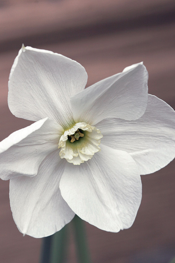 Polar Ice -lajikkeen lähes läpeensä valkoisissa, eleganteissa kukissa on hienostunut tuoksu. Lajike on vuodelta 1936.  