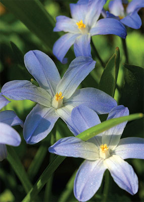 Kukkanurmi, Isokevättähti kasvaa noin 15 sentin korkuiseksi. Sen tunnistaa kalpean sinisestä kukasta ja keskustan vaaleasta tähdestä.