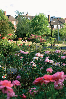 Holland Parkin ruusutarha kukkii upeasti keskikesällä.  