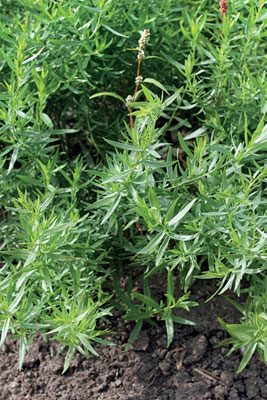 Ranskanrakuuna (Artemisia dracunculus ’Sativa’) viihtyy hiekansekaisessa maassa.