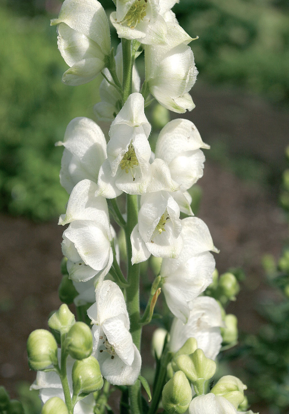 Aitoukonhatun (Aconitum napellus var. album) valkoinen kukinto ylittää juuri ja juuri suurperennaksi vaadittavan metrin mitan. 