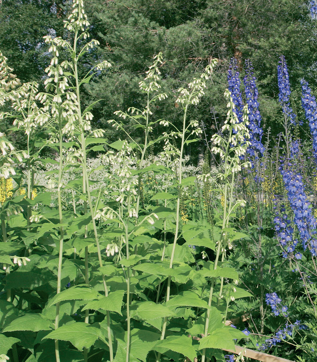 Kakalia (Cacalia hastata) on harvinaisuus myös etelän puutarhoissa. Puolitoistametriseksi kasvava sininen ritarinkannus on sille sopiva seuralainen.  