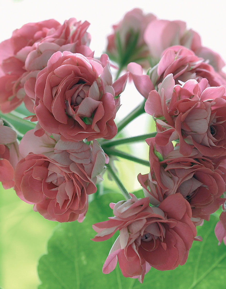 Ruusunnuppupelargoni ’Pink Rosebud’  