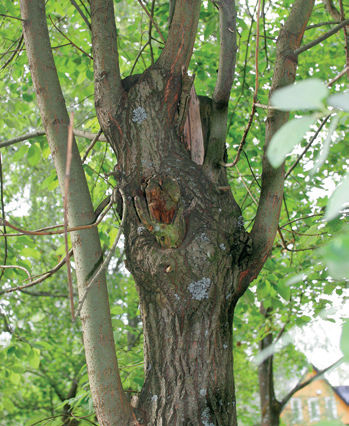 Puuvauriot, puiden taudit ja puiden hoitovirheet, Männynkäävästä huolimatta puu elää pitkään.