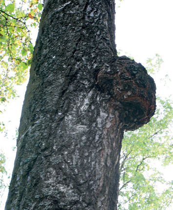 Puuvauriot, puiden taudit ja puiden hoitovirheet, Männynkäävästä huolimatta puu elää pitkään.