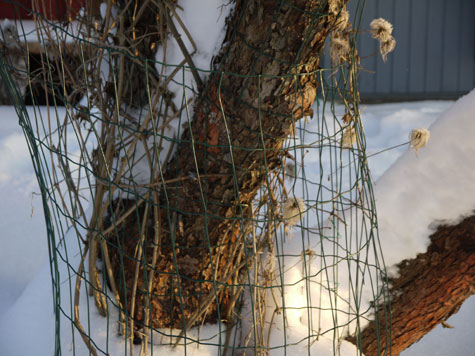 Alppikärhö on suojattu verkolla rusakoiden varalta.